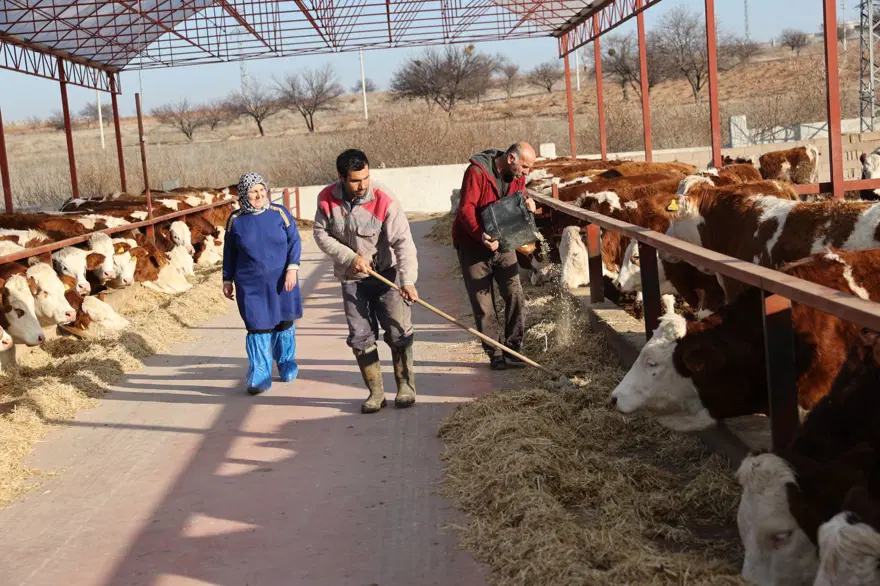 7 yıl önce 1 inekle hobi olarak başladı: 61 yaşındaki kadın  sayıyı 780 çıkardı, çiftlik kurdu 1