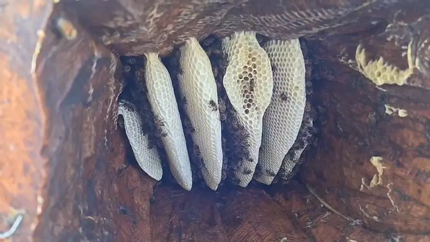 Kilosu 3 bin 500 TL: Geleneksel yöntemle hasat başladı 