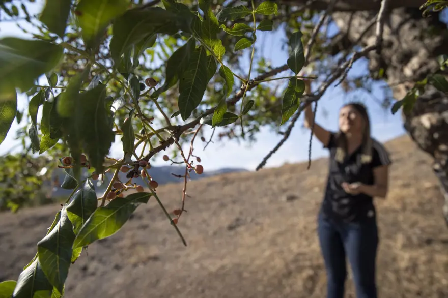 Kahve gibi içiyorlar! Kilosu 400 liraya alıcı buluyor 4