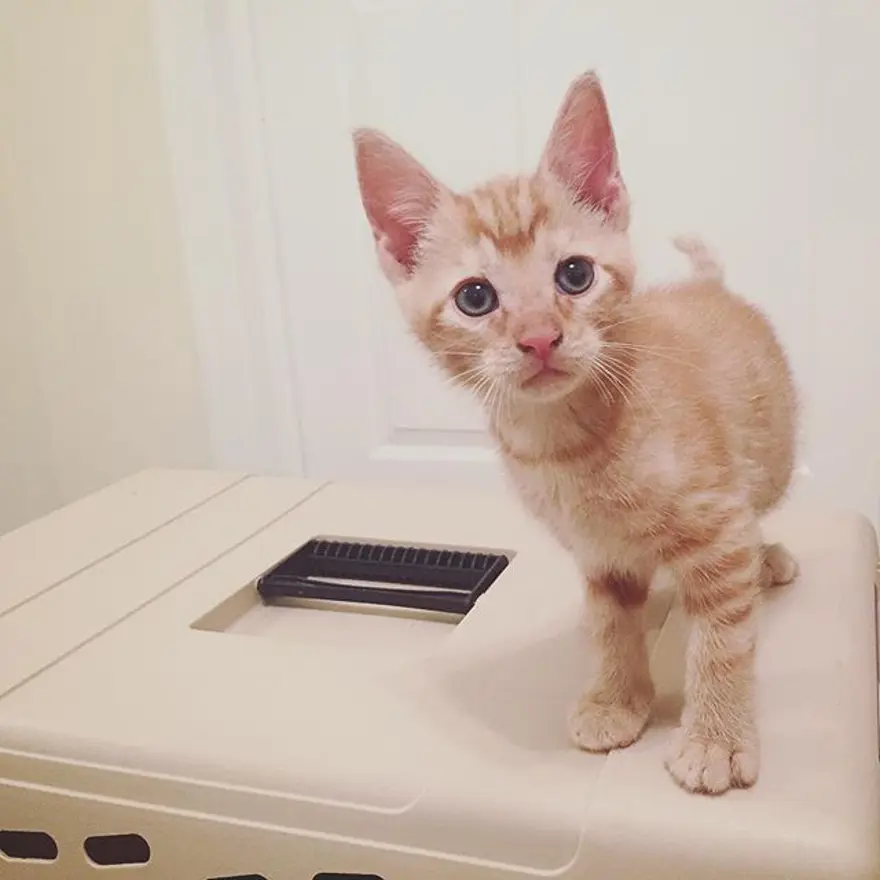 Hayatını kedileri kurtarmaya adadı 339