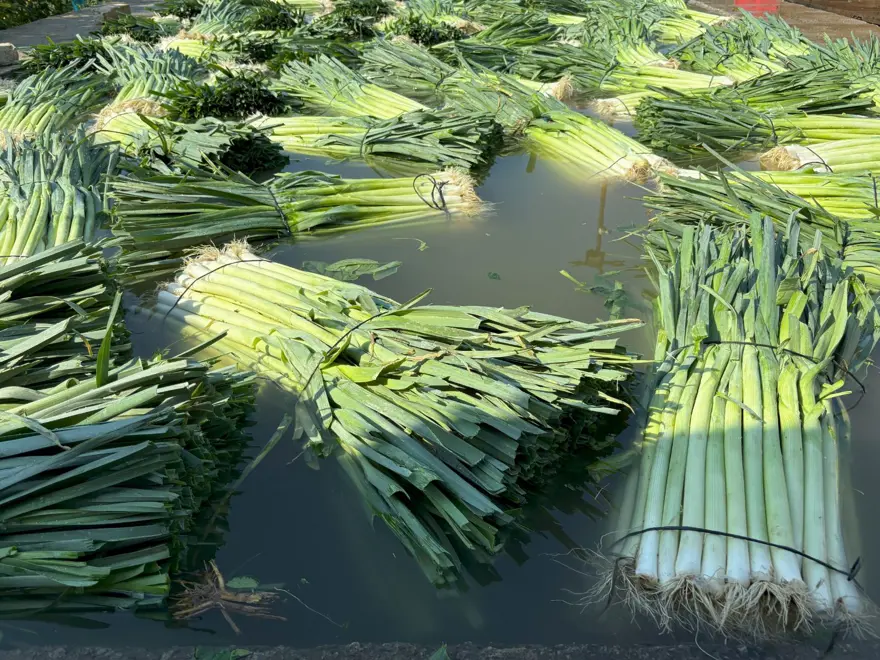Tarlada ucuz, pazarda pahalı: Halk arasında ona &quot;doğal antibiyotik&quot; deniyor 5