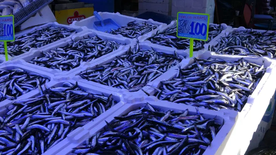 Soğuk hava balık tezgahlarına bolluk getirdi: Hamsi 100 liraya düştü! 6 Soğuk hava balık tezgahlarına bolluk getirdi: Hamsi 100 liraya düştü! 6