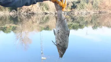 Adana’da botulismus tehlikesi: Sinir sistemini felç ediyor!