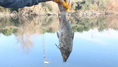 Adana’da botulismus tehlikesi: Sinir sistemini felç ediyor!