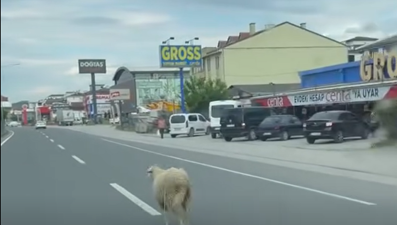 Yalova'da kaçan kurbanlık trafiği birbirine kattı