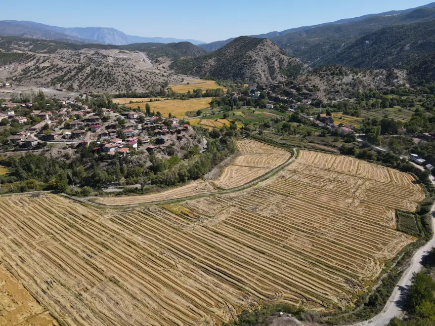 Rekolte yüzde 40 oranında düştü: İlçede hasadı sürüyor 2 Rekolte yüzde 40 oranında düştü: İlçede hasadı sürüyor 2