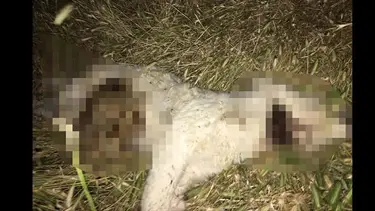 50 günlük köpeği işkence yaparak öldürdü