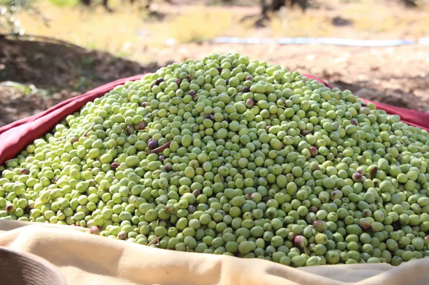 Dededen kalma yöntemle yetiştiriliyor: Kuraklık nedeniyle tehlike altında 4