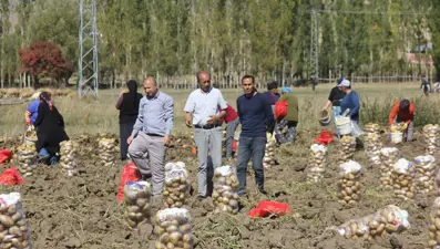 Sivaslı patates üreticisi aracıları ortadan kaldırdı, kendi üretip kendi satıyor