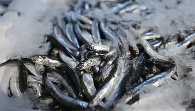 Omega-3 ve protein bombası: Bu sene kasa kasa çıkıyor, fiyatı düştü ilgi fazla