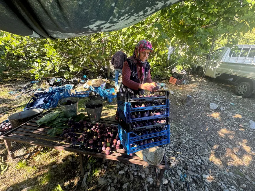 1 ay gecikmeli olgunlaştı: Hasatta sona gelindi ama verim düşük 1 ay gecikmeli olgunlaştı: Hasatta sona gelindi ama verim düşük
