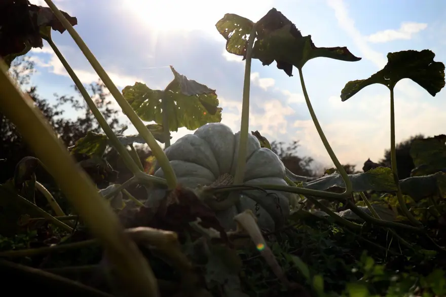 "Beyaz Elmas" parlamaya başladı: Tek tek kesilerek toplanıyor 5