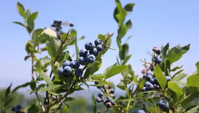 Halk arasında ona "mavi yemiş" deniyor! 10 yıl önce keşfedildi, önemli bir gelir kapısı oldu