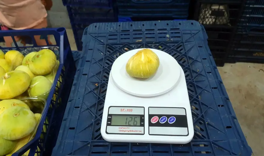 Tanesi 20 TL'den ihraç ediliyor: Mersinli çiftçinin yüzü güldü 2