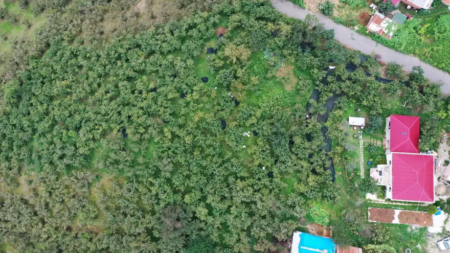 Fileler toplanıyor: Fındık hasadında son günler 5