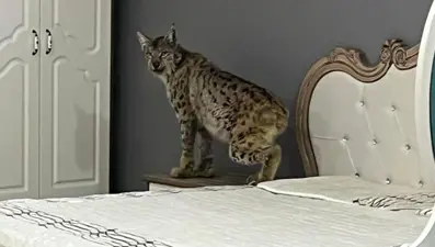 Gözlerine inanamadılar! Gümüşhane'de vaşak mobilya mağazasına girdi