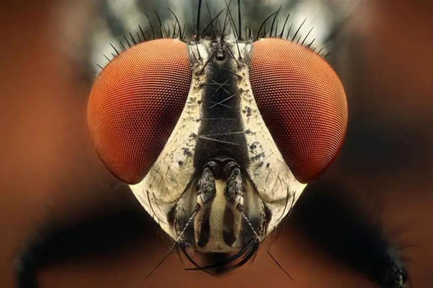 Bu kadar yakından görmediniz 8