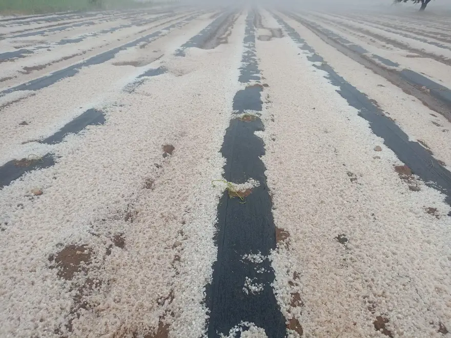 Dolu yağışı ekili arazileri beyaz örtüyle kapladı 2 Dolu yağışı ekili arazileri beyaz örtüyle kapladı 2