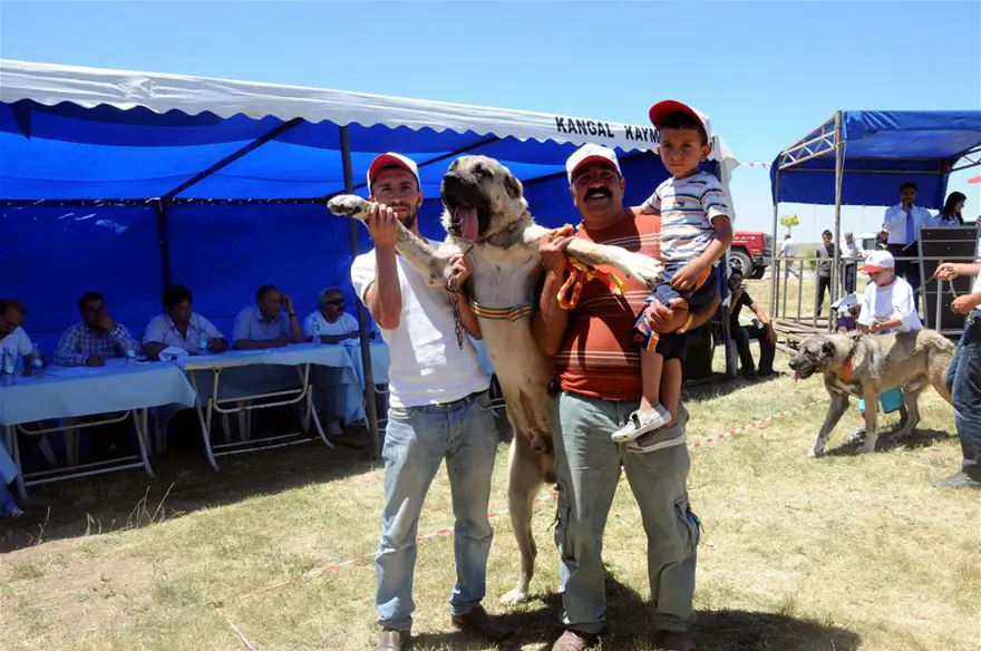 Kangallar böyle yarıştı; birinci 'Yaman' çıktı 1