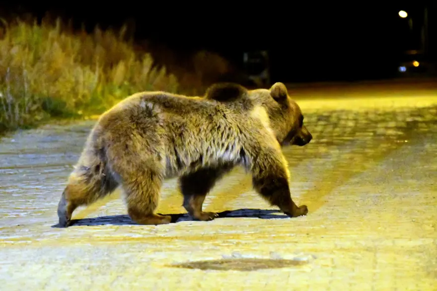 Kars'ta bozayılar şehre inip yiyecek aradı 4