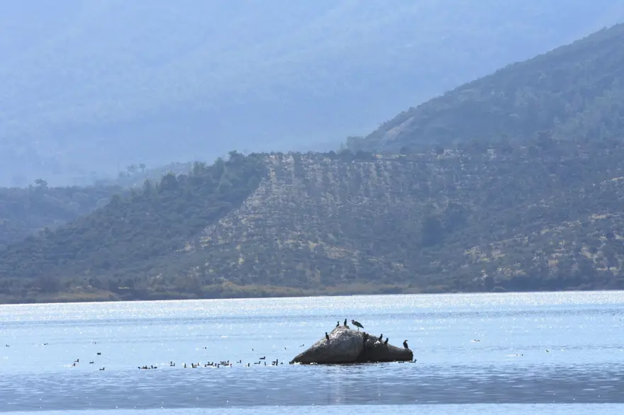 Bafa Gölü 261 kuş türüne ev sahipliği yapıyor 13
