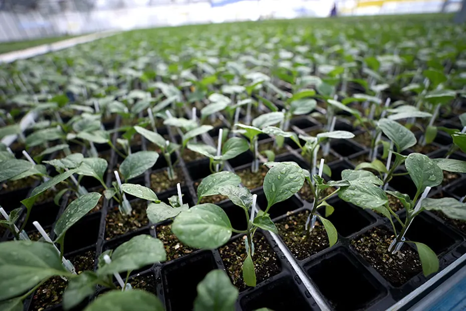 TAEK Projesiyle 512 bin üreticiye destek sağlandı. Türkiye yeşillendirildi