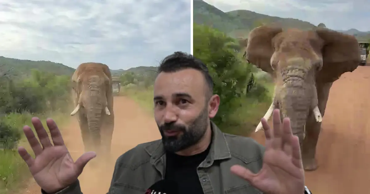 Türk turistleri fil kovaladı. Dokunmak isteyince safaride kabusu yaşadılar