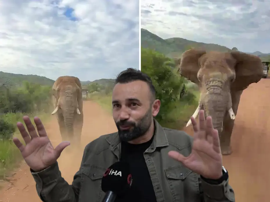 Türk turistleri fil kovaladı. Dokunmak isteyince safaride kabusu yaşadılar