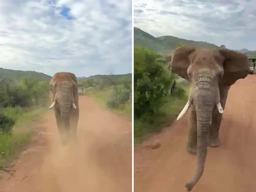 "HAYVAN ÖFKE PATLAMASI YAŞADI" 1