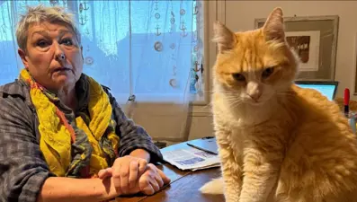 Dünyanın ilk ev hapsi alan kedisi. Sahibi başına tuğla yemiş gibi oldu 