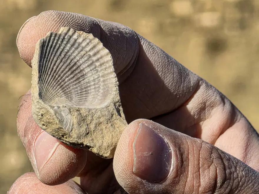 Bingöl'de 50 milyon yıllık deniz canlısı fosilleri bulundu 1