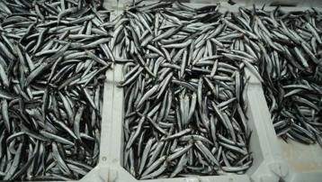 Samsun'da hamsi bereketi