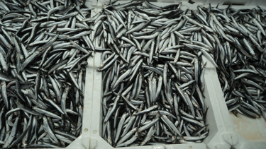 Samsun'da hamsi bereketi