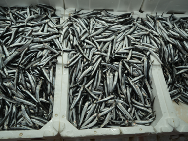 Belçika, Fransa ve Almanya'ya gönderiliyor. Türkiye'de ihracatta ilk sırada