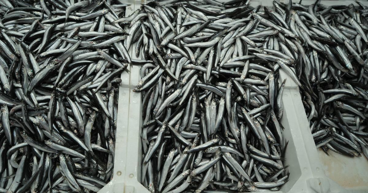 Belçika, Fransa ve Almanya'ya gönderiliyor. Türkiye'de ihracatta ilk sırada