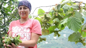 Giresun'da hasat zamanı, üreticiler şaşırdı. "Yarısı boş çıktı"