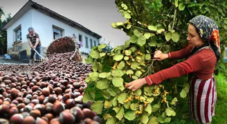 Fındık hasadı kabusa dönüşmesin