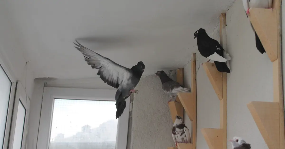 "Türk fısıldayıcısı" olarak biliniyor... Ötüşleriyle kendilerine hayran bırakıyorlar