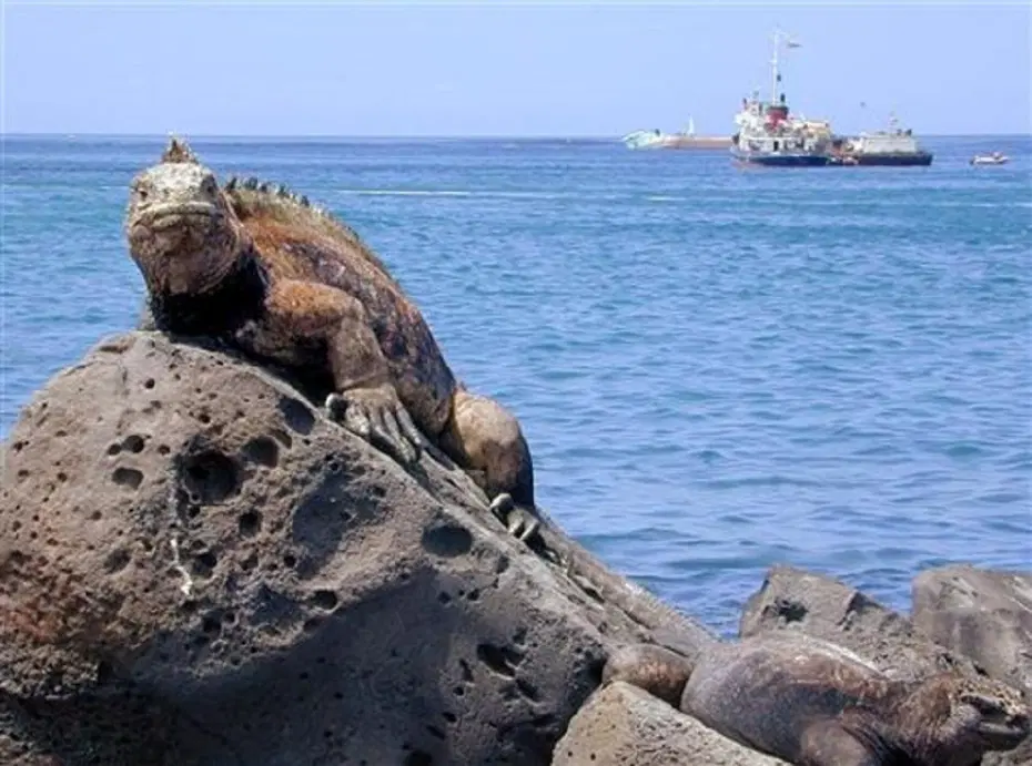 İguana kaçakçısı Ekvador'da tutuklandı