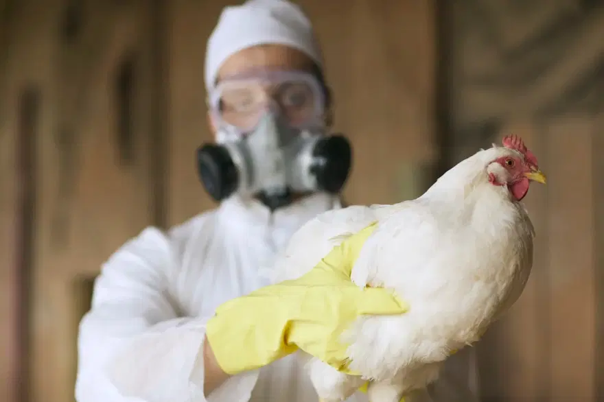 İlk kez bir memelide H5N1 kuş gribi tespit edildi 3