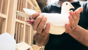 Güvercin satarak vergi kaçırıyorlar. Sosyal medya mezatçıları Maliye'nin radarında