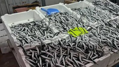 Dün 50 TL'ydi bugün 150... Hava bozdu, hamsinin fiyatı fırladı