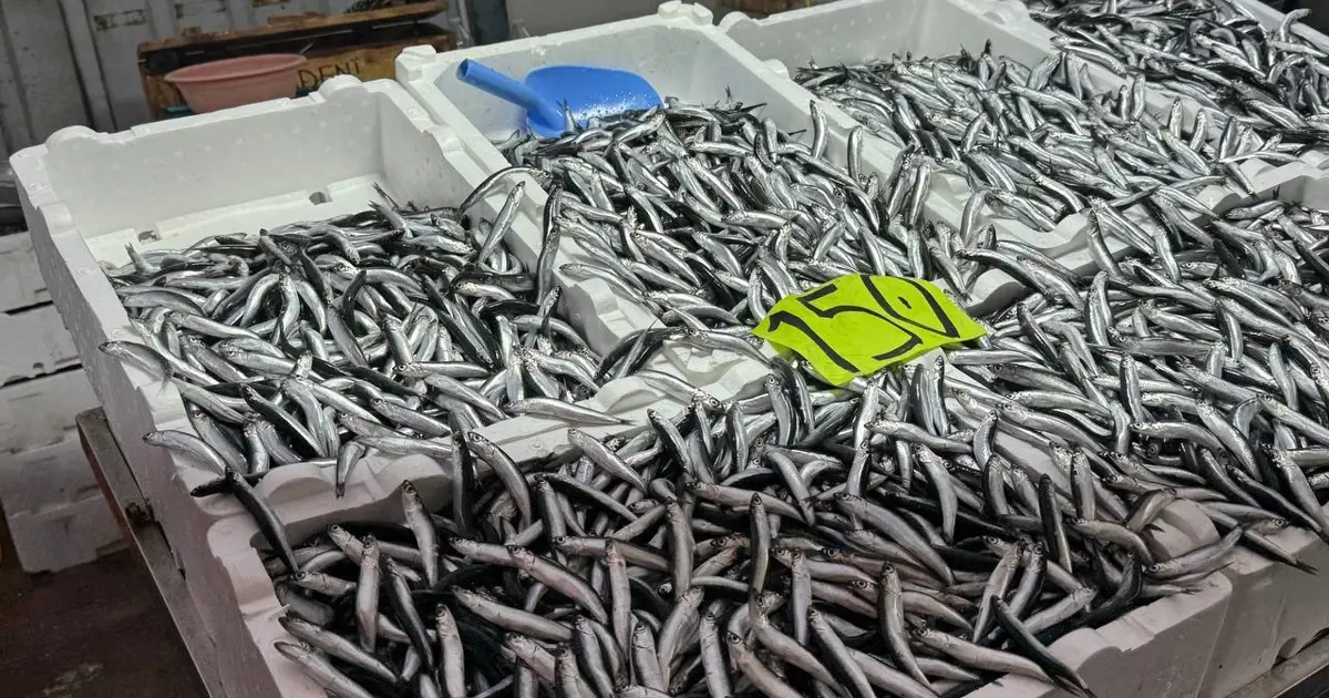 Dün 50 TL'ydi bugün 150... Hava bozdu, hamsinin fiyatı fırladı