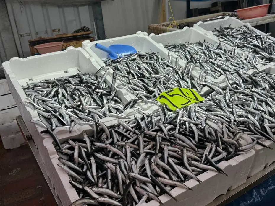 Dün 50 TL'ydi bugün 150... Hava bozdu, hamsinin fiyatı fırladı