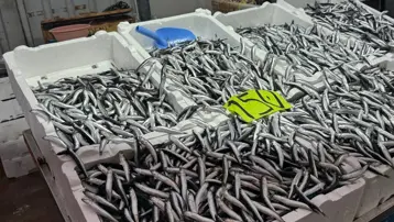Dün 50 TL'ydi bugün 150... Hava bozdu, hamsinin fiyatı fırladı