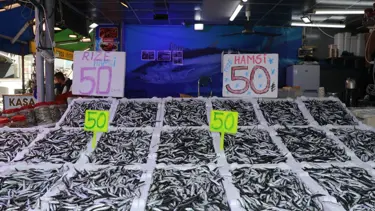 Bereketli hamsi günleri başladı kilosu 50 lira oldu