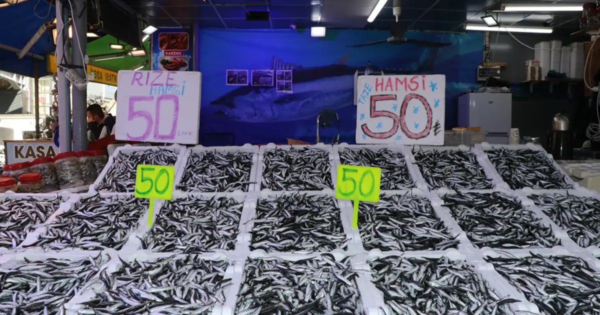 Bereketli hamsi günleri başladı kilosu 50 lira oldu
