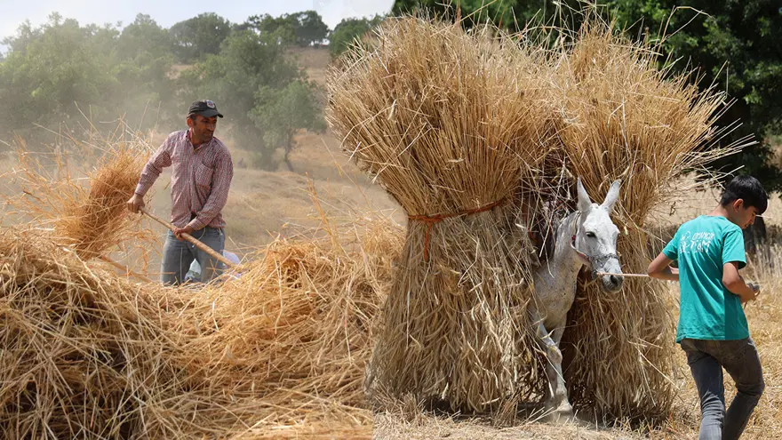 Oraklarla biçiliyor, katırlarla taşınıyor. 1200 rakımda makinesiz hasat 