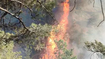 Hatay'da orman yangını