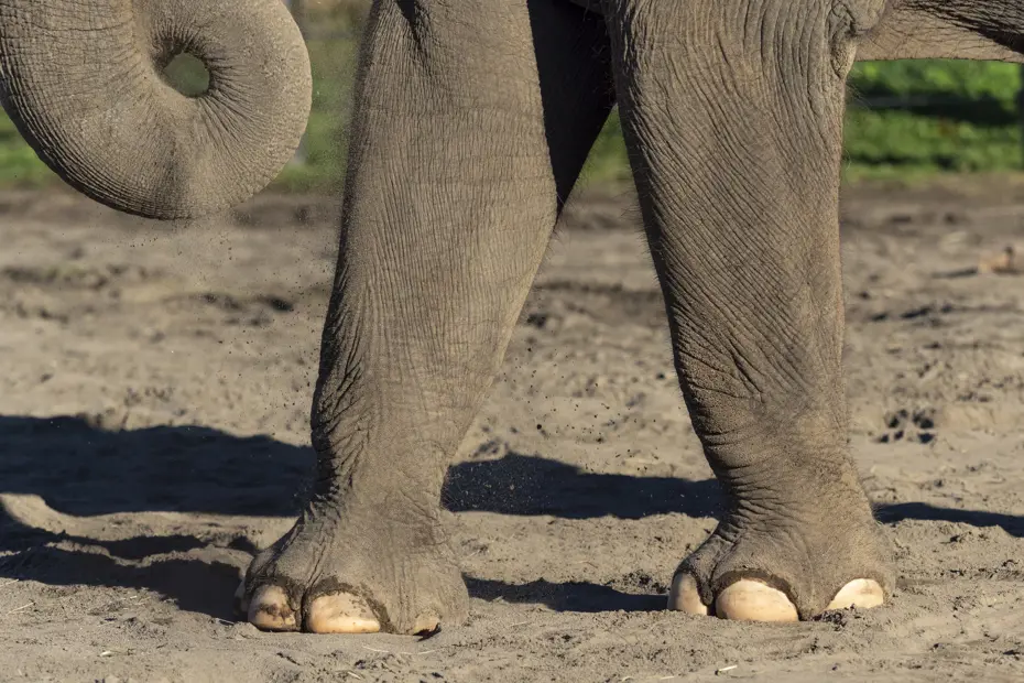 42 fil bir köye saldırdı, 4 kişiyi ezerek öldürdü